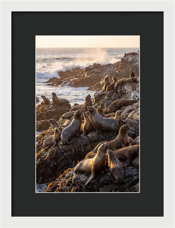 Sea Lions Relaxing At Sunset