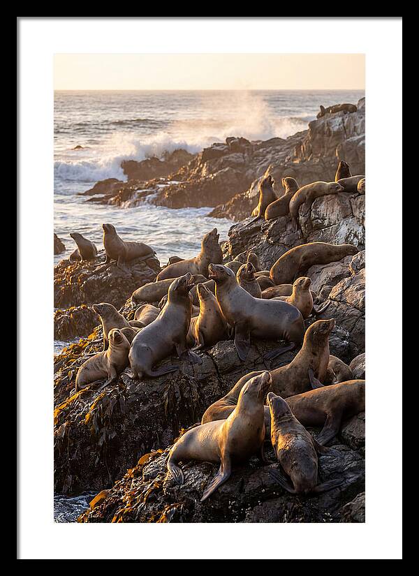 Sea Lions Relaxing At Sunset