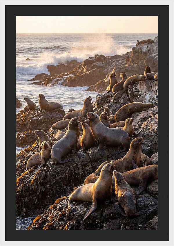 Sea Lions Relaxing At Sunset