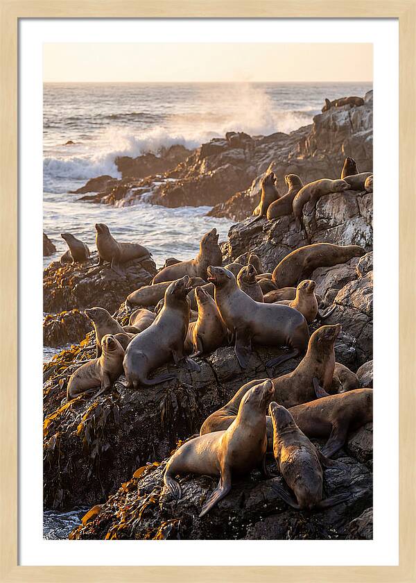 Sea Lions Relaxing At Sunset
