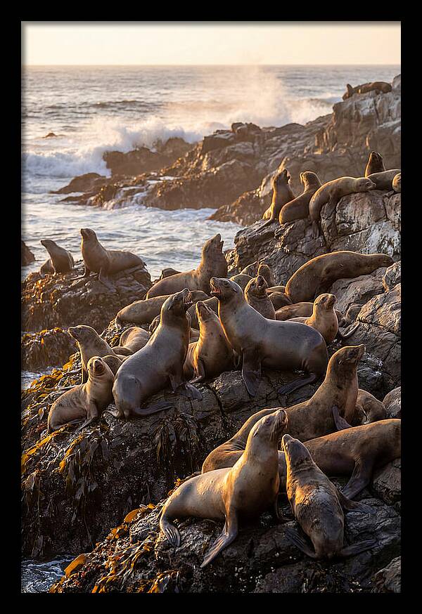 Sea Lions Relaxing At Sunset