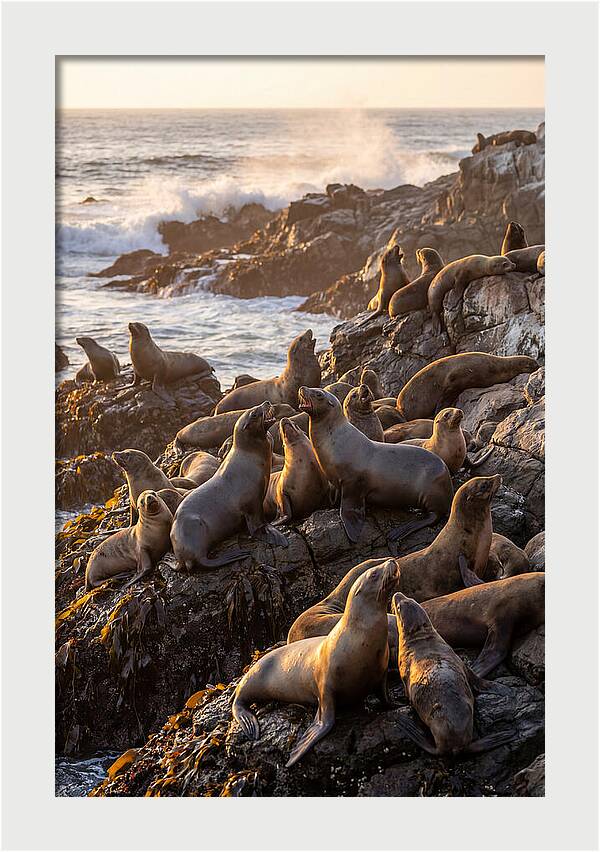 Sea Lions Relaxing At Sunset