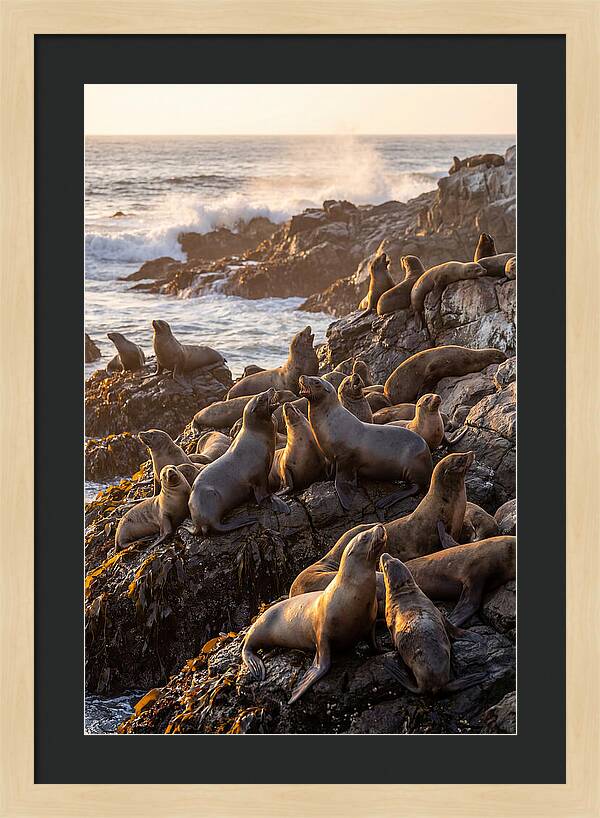 Sea Lions Relaxing At Sunset