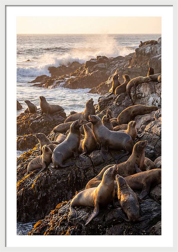 Sea Lions Relaxing At Sunset