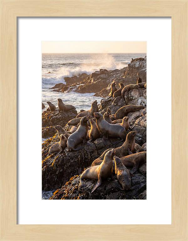 Sea Lions Relaxing At Sunset