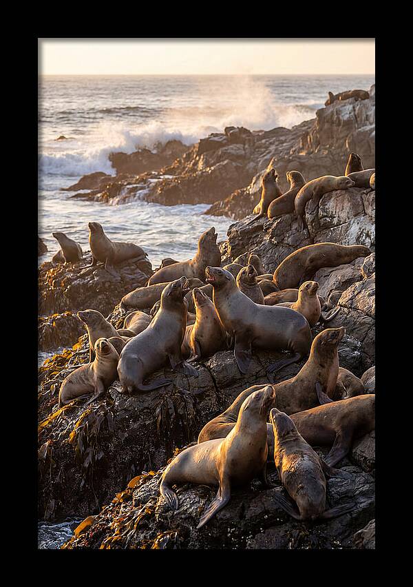 Sea Lions Relaxing At Sunset