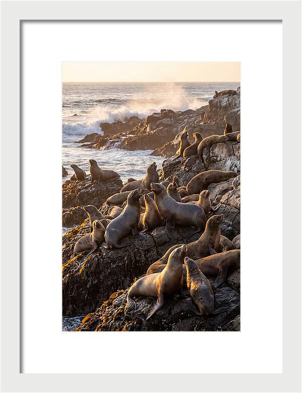Sea Lions Relaxing At Sunset