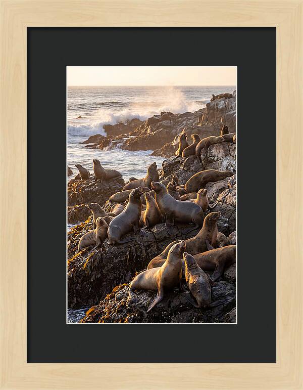 Sea Lions Relaxing At Sunset