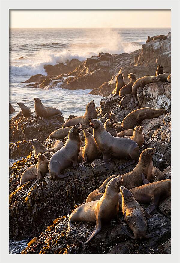 Sea Lions Relaxing At Sunset