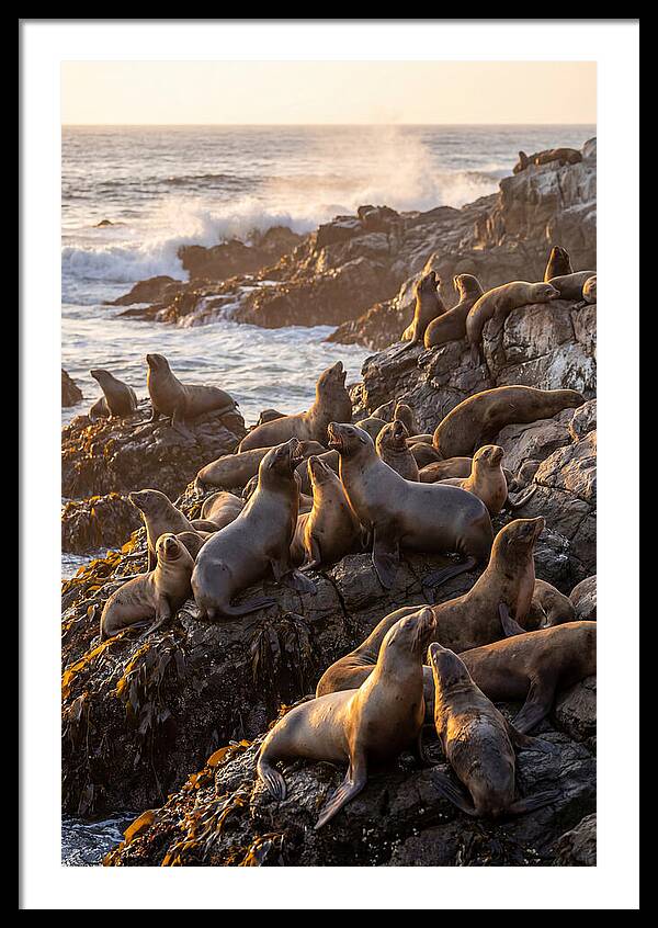 Sea Lions Relaxing At Sunset