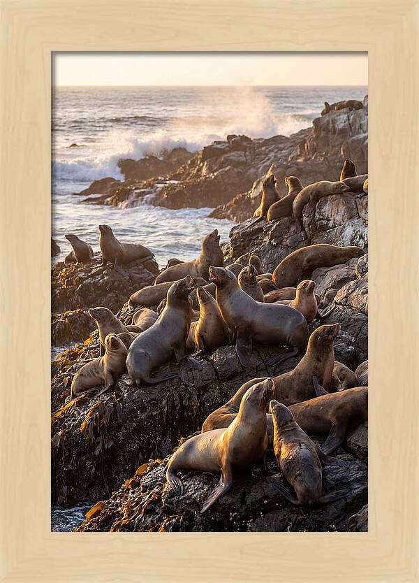 Sea Lions Relaxing At Sunset