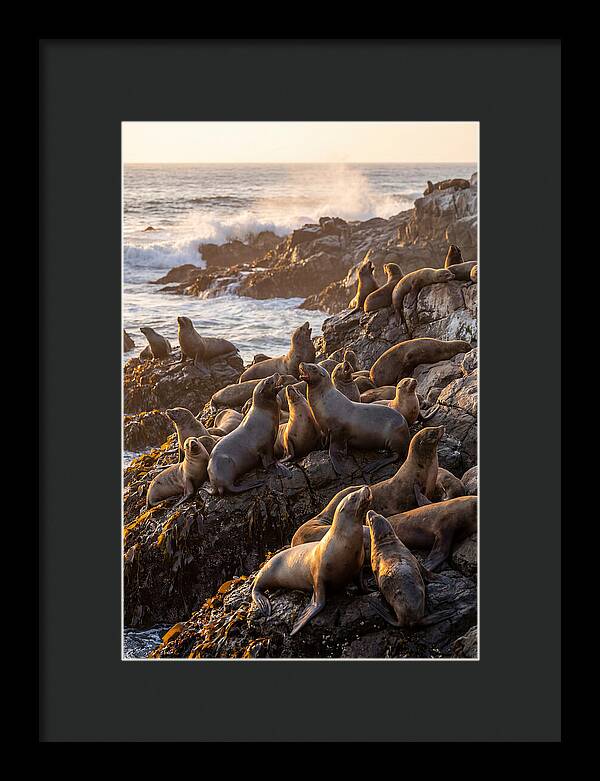 Sea Lions Relaxing At Sunset