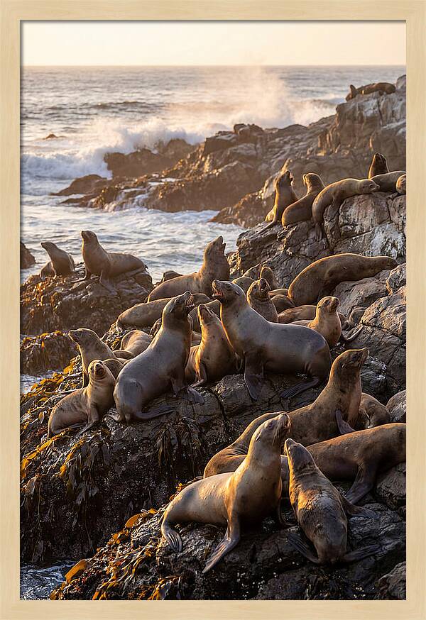 Sea Lions Relaxing At Sunset