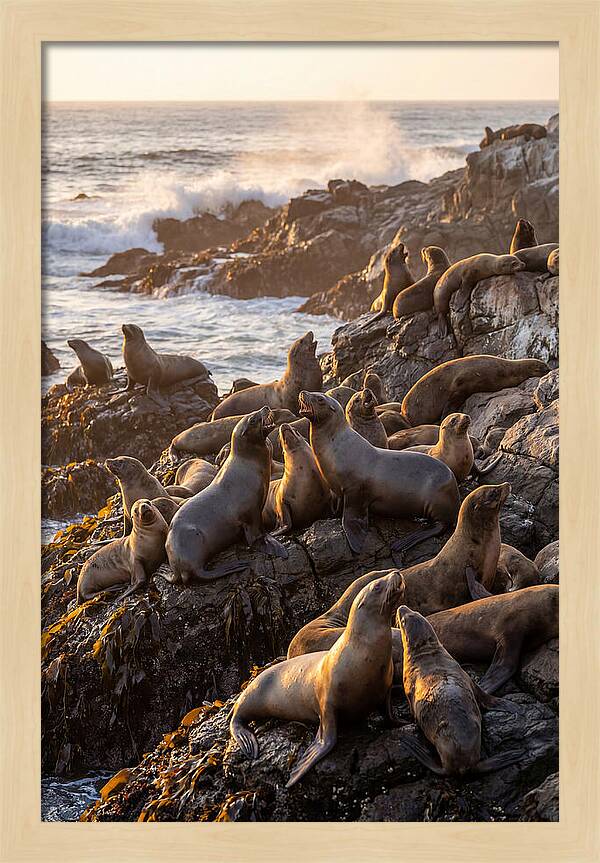 Sea Lions Relaxing At Sunset