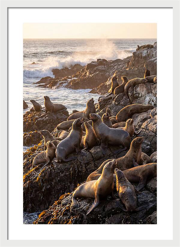 Sea Lions Relaxing At Sunset