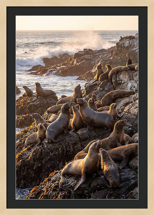 Sea Lions Relaxing At Sunset
