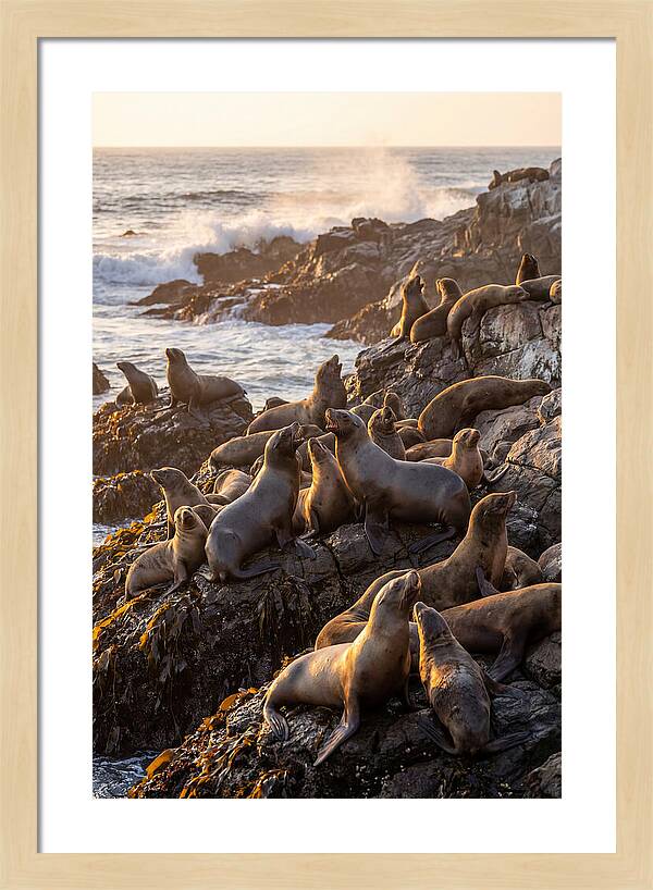 Sea Lions Relaxing At Sunset