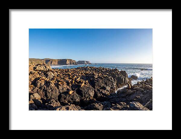 Sea Lions Relaxing On Rocky Shore