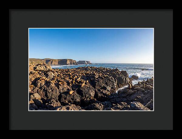 Sea Lions Relaxing On Rocky Shore