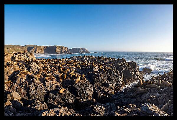 Sea Lions Relaxing On Rocky Shore