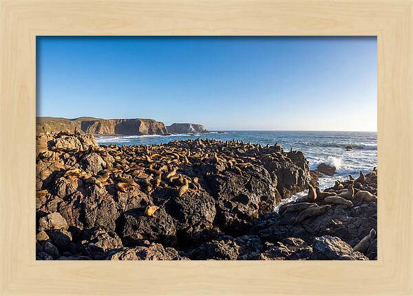 Sea Lions Relaxing On Rocky Shore