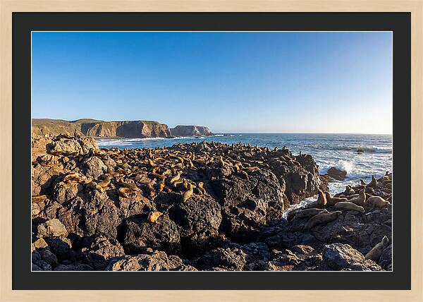 Sea Lions Relaxing On Rocky Shore