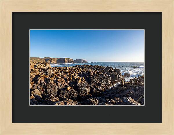 Sea Lions Relaxing On Rocky Shore
