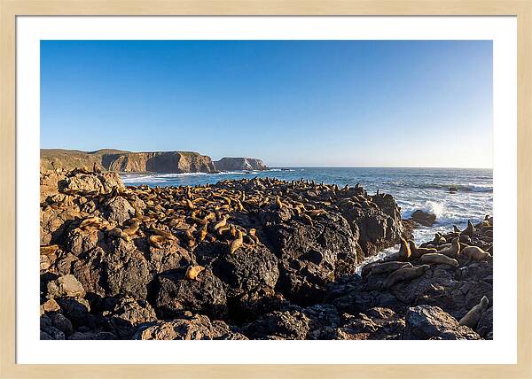 Sea Lions Relaxing On Rocky Shore