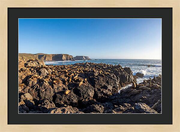 Sea Lions Relaxing On Rocky Shore