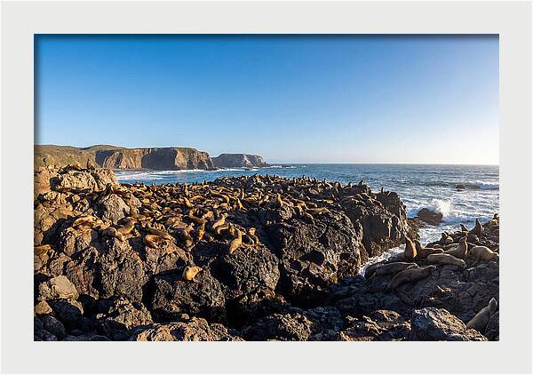 Sea Lions Relaxing On Rocky Shore