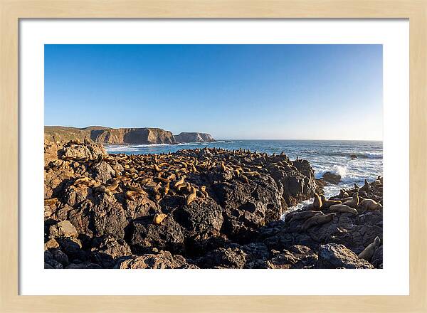 Sea Lions Relaxing On Rocky Shore