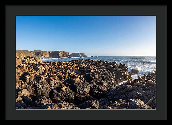 Sea Lions Relaxing On Rocky Shore