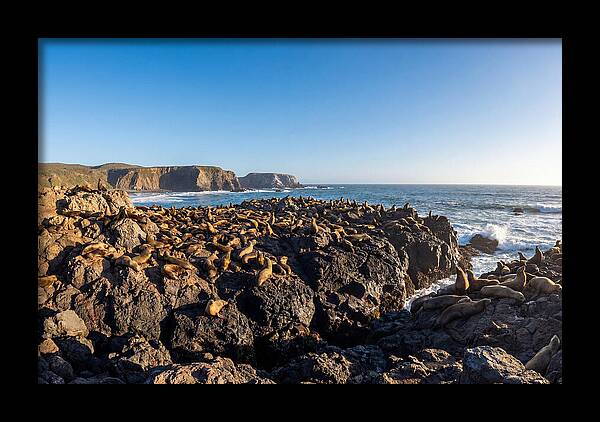 Sea Lions Relaxing On Rocky Shore