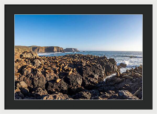 Sea Lions Relaxing On Rocky Shore