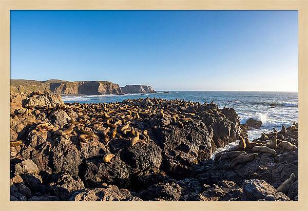 Sea Lions Relaxing On Rocky Shore