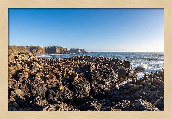 Sea Lions Relaxing On Rocky Shore