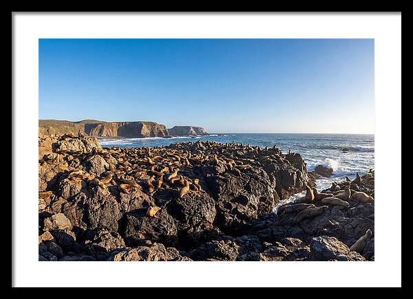 Sea Lions Relaxing On Rocky Shore