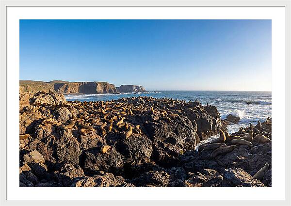 Sea Lions Relaxing On Rocky Shore