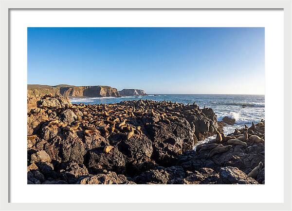 Sea Lions Relaxing On Rocky Shore