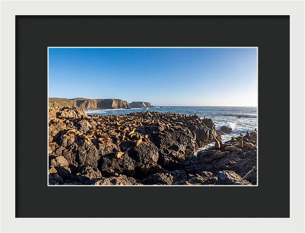 Sea Lions Relaxing On Rocky Shore