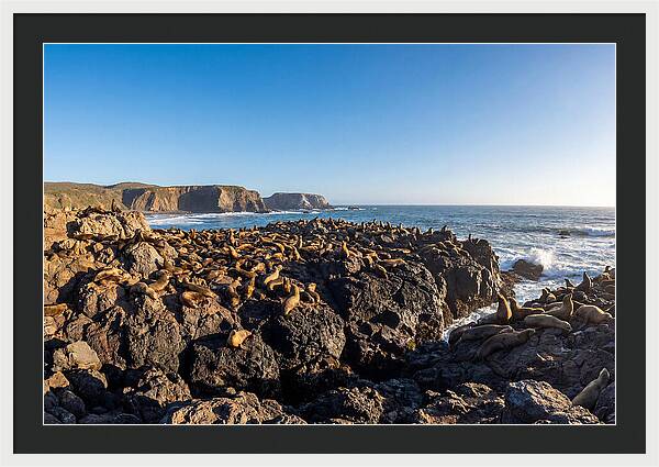 Sea Lions Relaxing On Rocky Shore