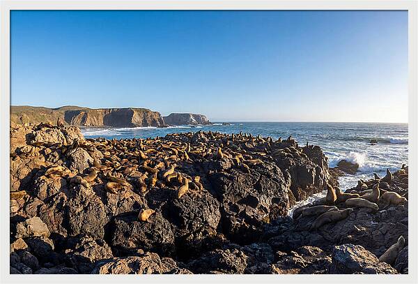 Sea Lions Relaxing On Rocky Shore