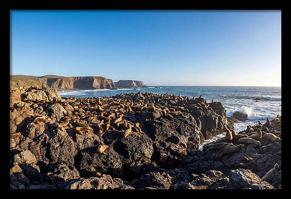 Sea Lions Relaxing On Rocky Shore