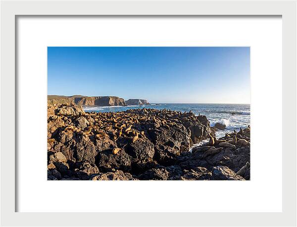 Sea Lions Relaxing On Rocky Shore