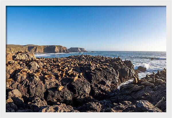 Sea Lions Relaxing On Rocky Shore
