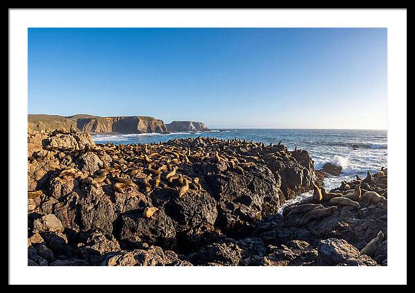 Sea Lions Relaxing On Rocky Shore