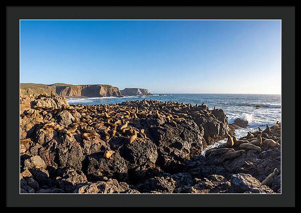 Sea Lions Relaxing On Rocky Shore