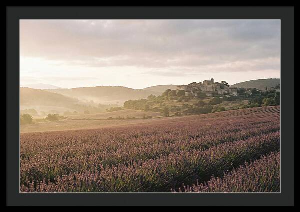 Sea Of Lavender Stretching To Distant Hills