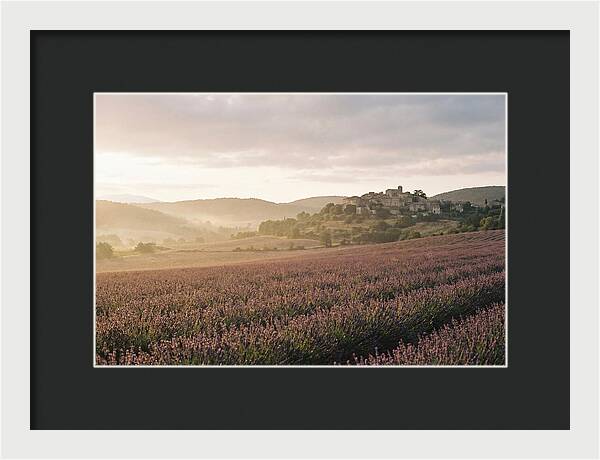 Sea Of Lavender Stretching To Distant Hills