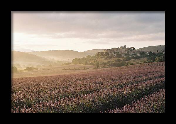Sea Of Lavender Stretching To Distant Hills